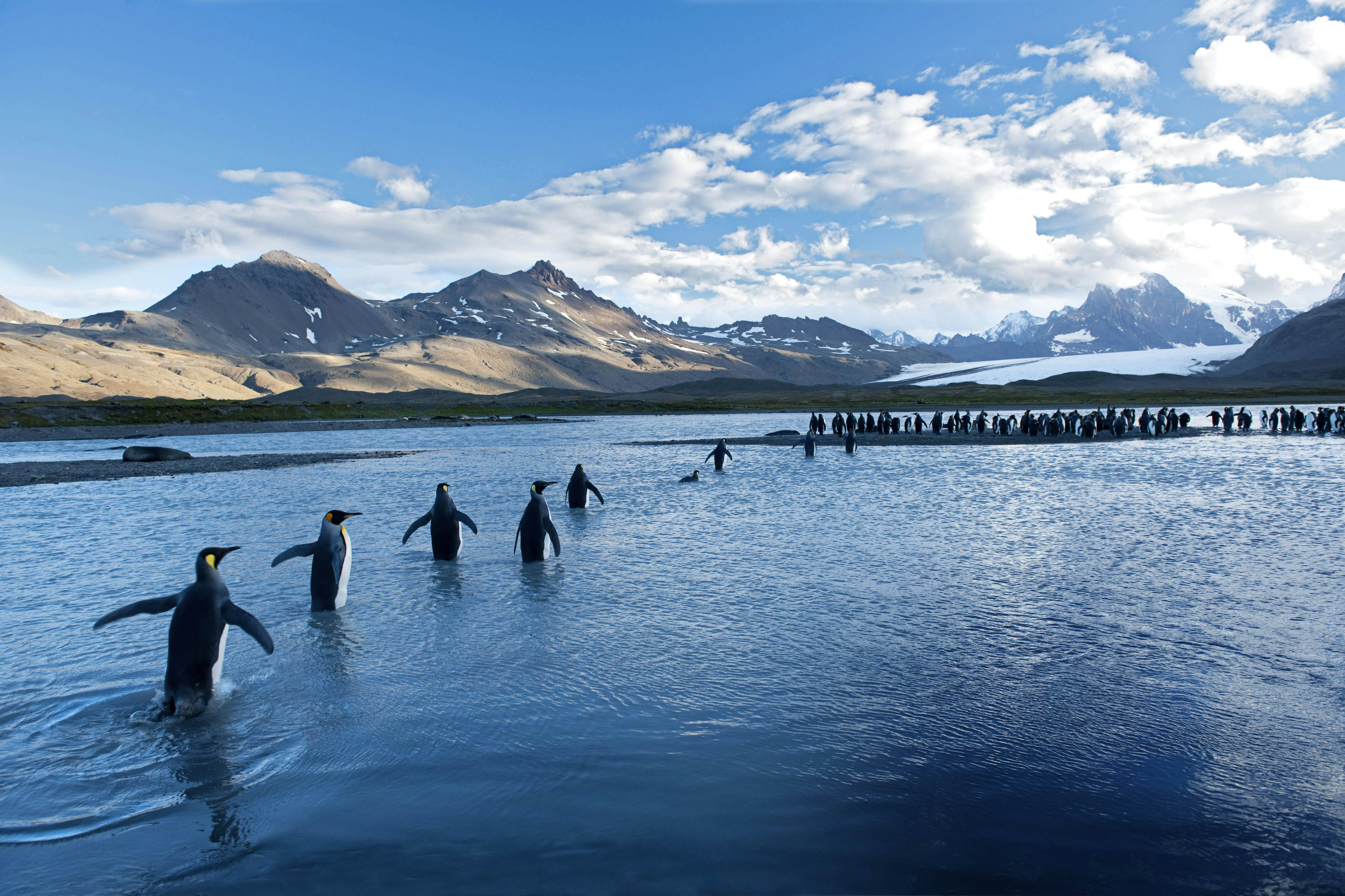 South Georgia travel Antarctica - Lonely Planet