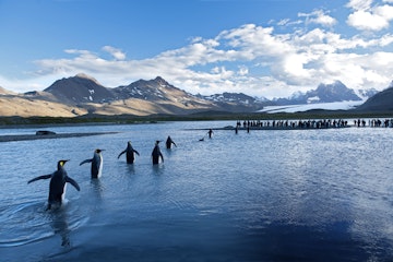 King penguins wading through shallows of Fortuna Bay.