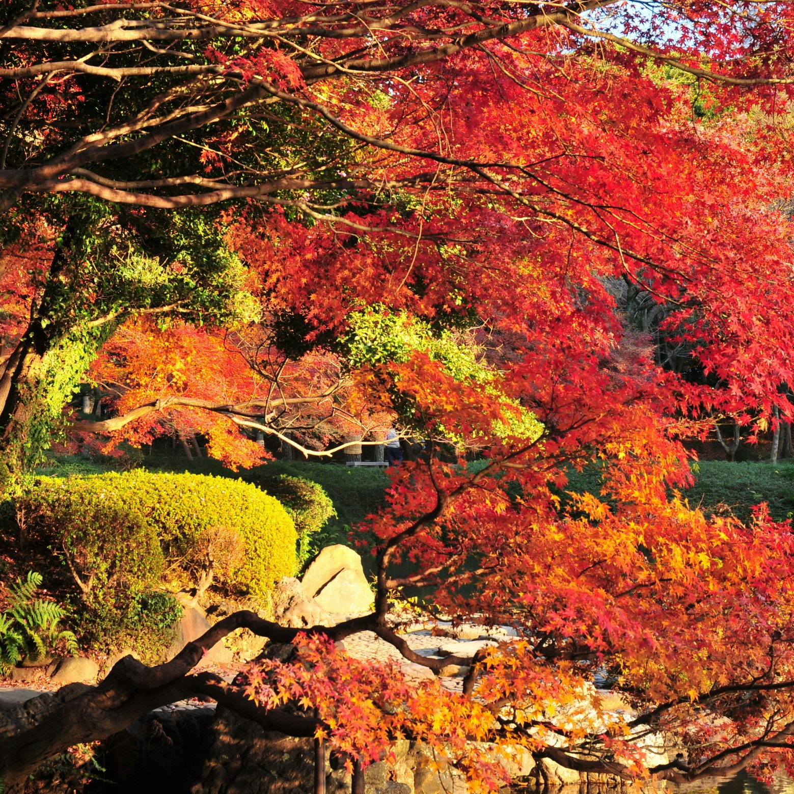 Japanese Autumn colors
