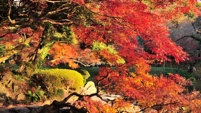 Japanese Autumn colors