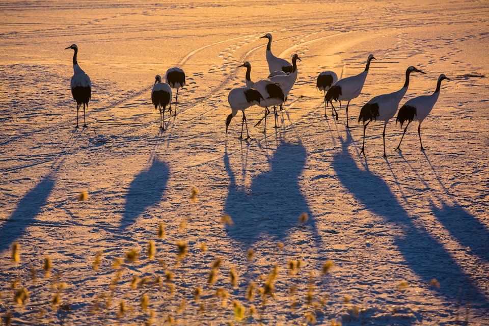 The Red-Crowned Cranes