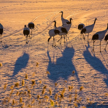 The Red-Crowned Cranes