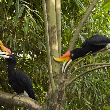 Two Rhinoceros hornbills (Buceors rhinoceros) in tree at KL Bird Park.