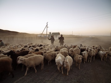 Goat herders driving mixed flock