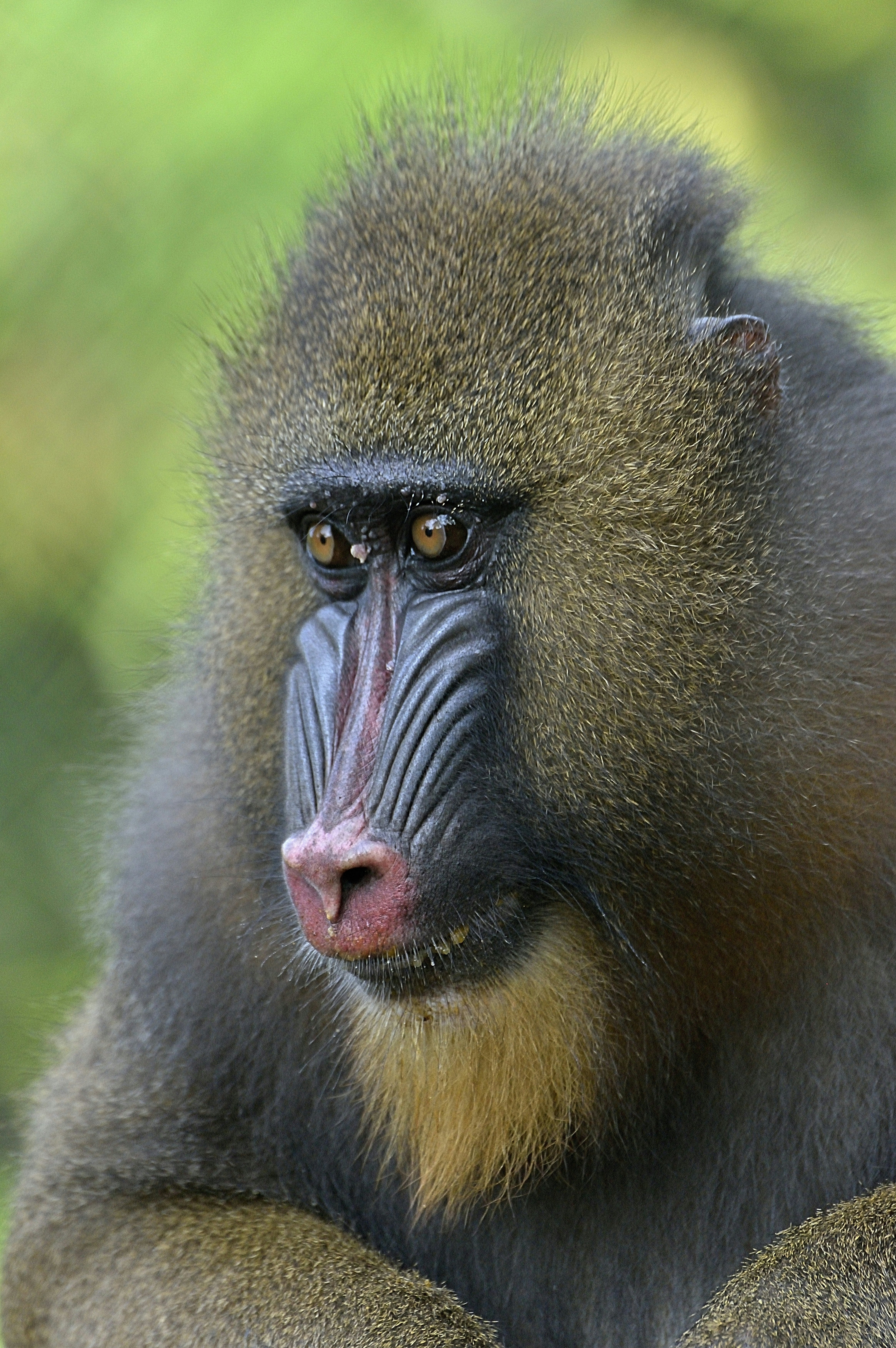 Mandrill -Mandrillus sphinx-, female, animal portrait, captive, South-West Region, Cameroon