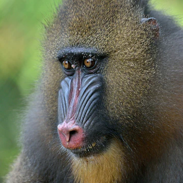 Mandrill -Mandrillus sphinx-, female, animal portrait, captive, South-West Region, Cameroon