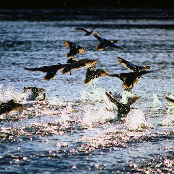 Wildlife in the Everglades: water birds - Everglades National Park, Florida