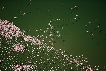 A flock of lesser flamingos in Lake Naivasha, Kenya