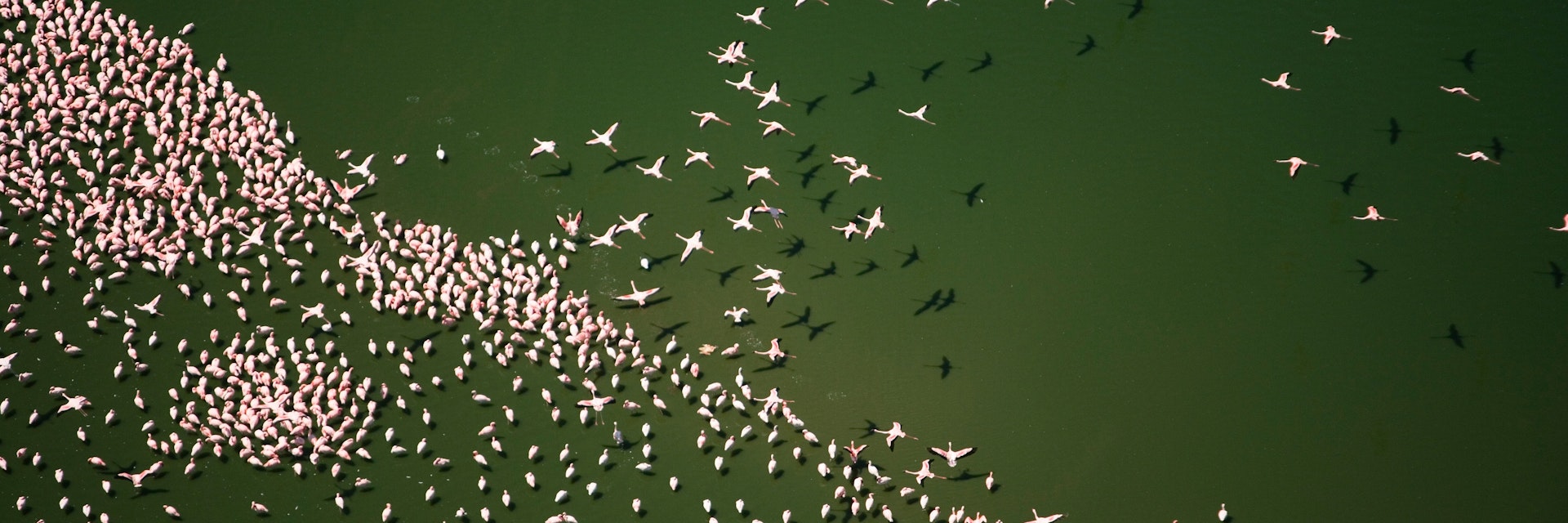 A flock of lesser flamingos in Lake Naivasha, Kenya