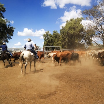 Mustering beef cattle at Rockhampton, QLD