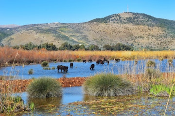 water buffalo grazing in Hula Lake nature reserve, Hula Valley, Israel; Shutterstock ID 568330807; Your name (First / Last): Lauren Keith; GL account no.: 65050; Netsuite department name: Online Editorial; Full Product or Project name including edition: Israel Update 2017