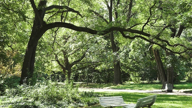 Bulgaria, Sofia, Borisova Gradina, park benches under shade of tree canopy