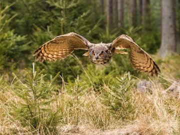 Western Siberian Eagle Owl [Bubo Bubo Sibericus] in full flight