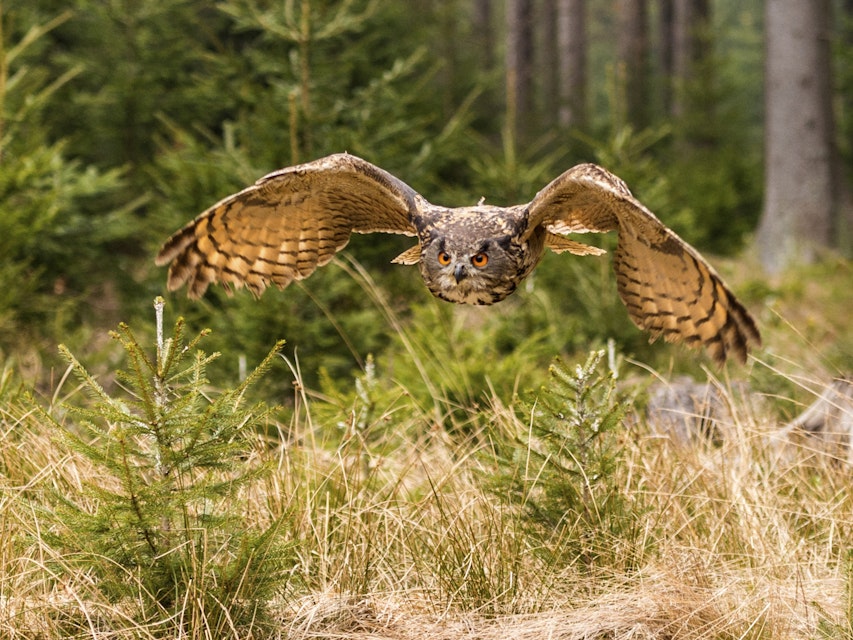 Western Siberian Eagle Owl [Bubo Bubo Sibericus] in full flight
