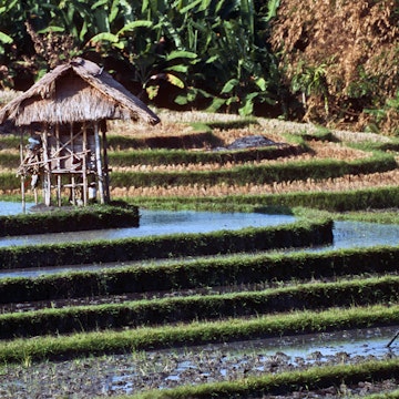 Indonesia, Bali, Canggu, farmer in rice field.