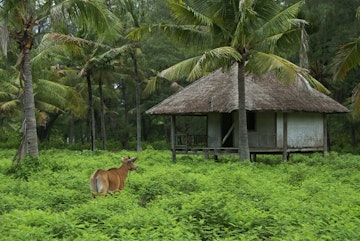 Rural island scene, with cow, hut, and palm trees
