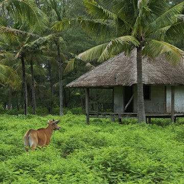 Rural island scene, with cow, hut, and palm trees