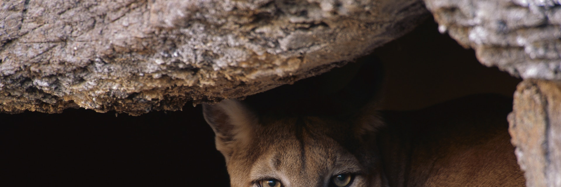 Mountain Lion (Puma concolor) peering from cave, Arizona-Sonora Desert Museum, Arizona