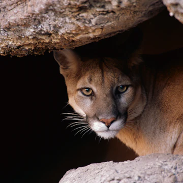 Mountain Lion (Puma concolor) peering from cave, Arizona-Sonora Desert Museum, Arizona