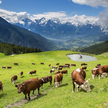 Valle D'Aosta,cows in Valpelline Valley