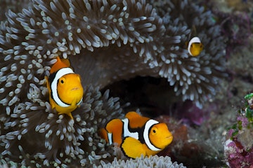 (GERMANY OUT) Clown Anemonefish in Sea Anemone, Amphiprion percula, Cenderawasih Bay, West Papua, Indonesia  (Photo by Reinhard Dirscherl/ullstein bild via Getty Images)
