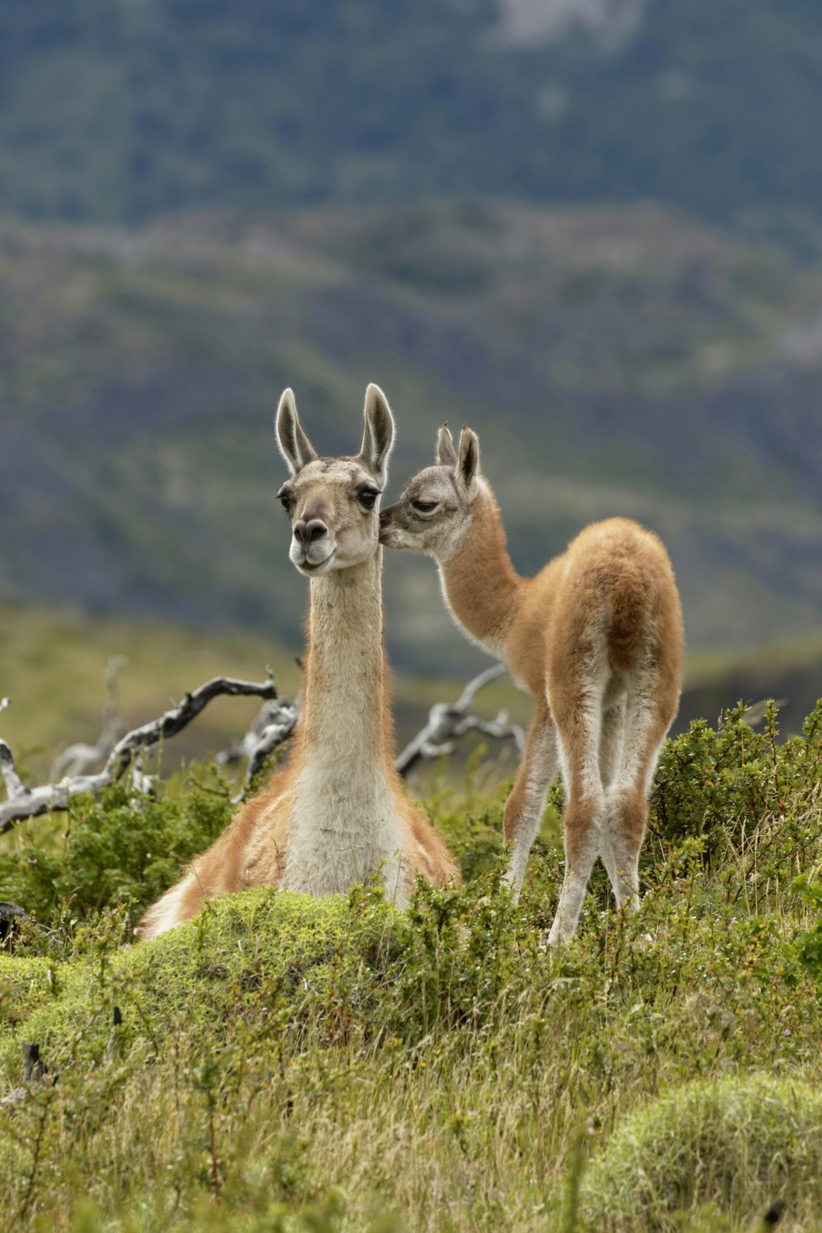 The guanaco (Lama guanicoe), a camelid native to South America, stands between 1.0 and 1.2 m at the shoulder and weighs 90 to 140 kg. Its color varies very little (unlike the domestic llama), ranging from a light brown to dark cinnamon and shading to white underneath. Guanacos have grey faces and small, straight ears. The name guanaco comes from the South American Quechua word huanaco (modern spelling: wanaku). Young guanacos are called chulengos.
