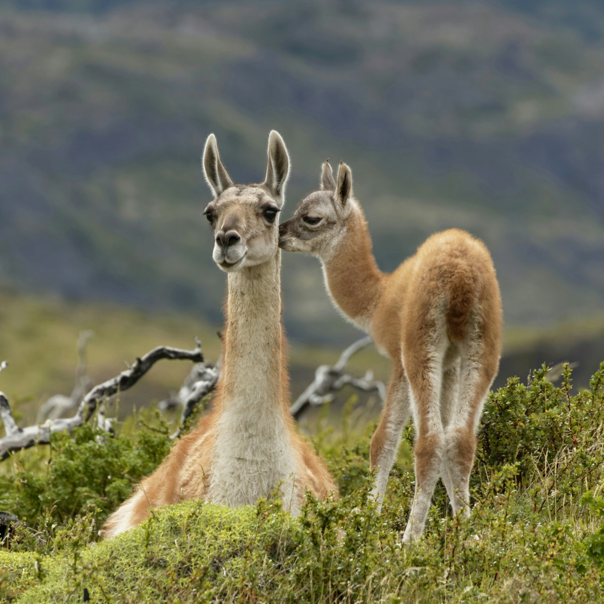 The guanaco (Lama guanicoe), a camelid native to South America, stands between 1.0 and 1.2 m at the shoulder and weighs 90 to 140 kg. Its color varies very little (unlike the domestic llama), ranging from a light brown to dark cinnamon and shading to white underneath. Guanacos have grey faces and small, straight ears. The name guanaco comes from the South American Quechua word huanaco (modern spelling: wanaku). Young guanacos are called chulengos.