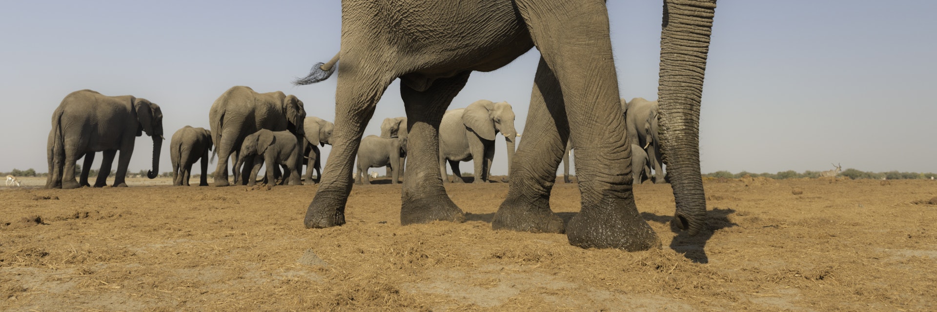 An African Elephant herd (Loxodonta africana) photographed from an underground hide in Etosha, Namibia