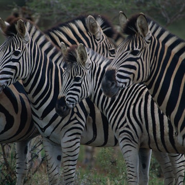 Herd of Burchell's Zebra, Kruger National Park.