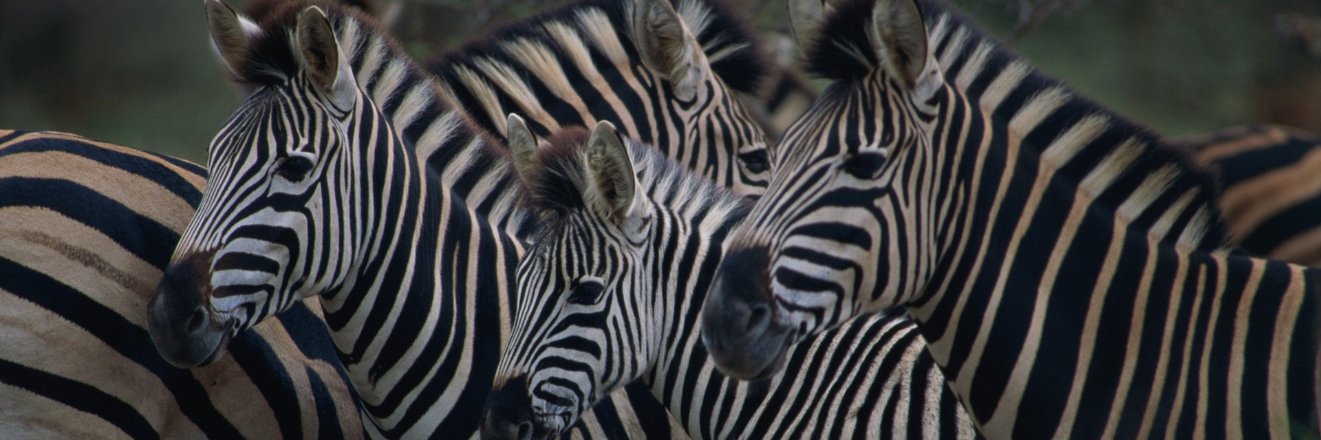 Herd of Burchell's Zebra, Kruger National Park.