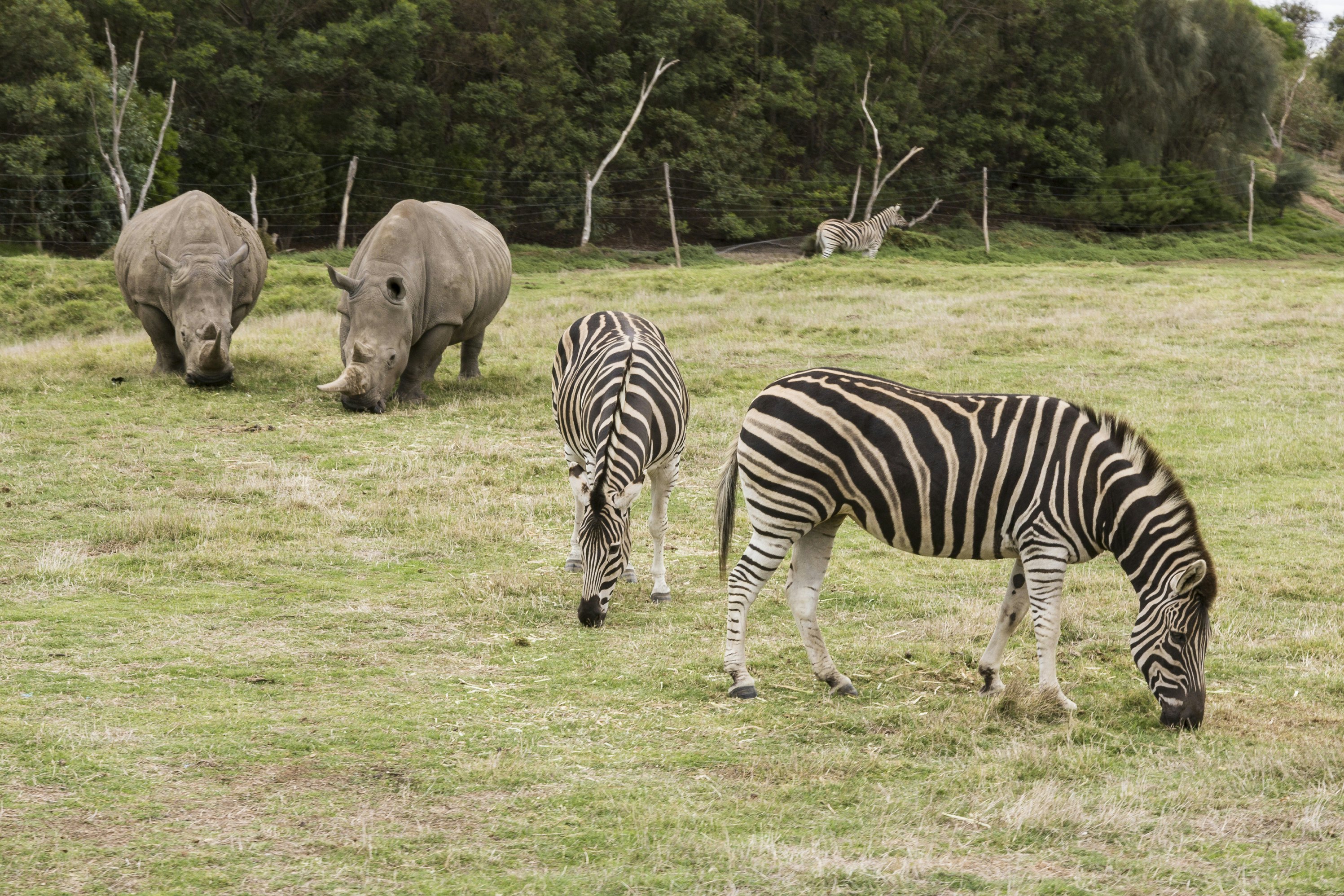 Werribee Open Range Zoo