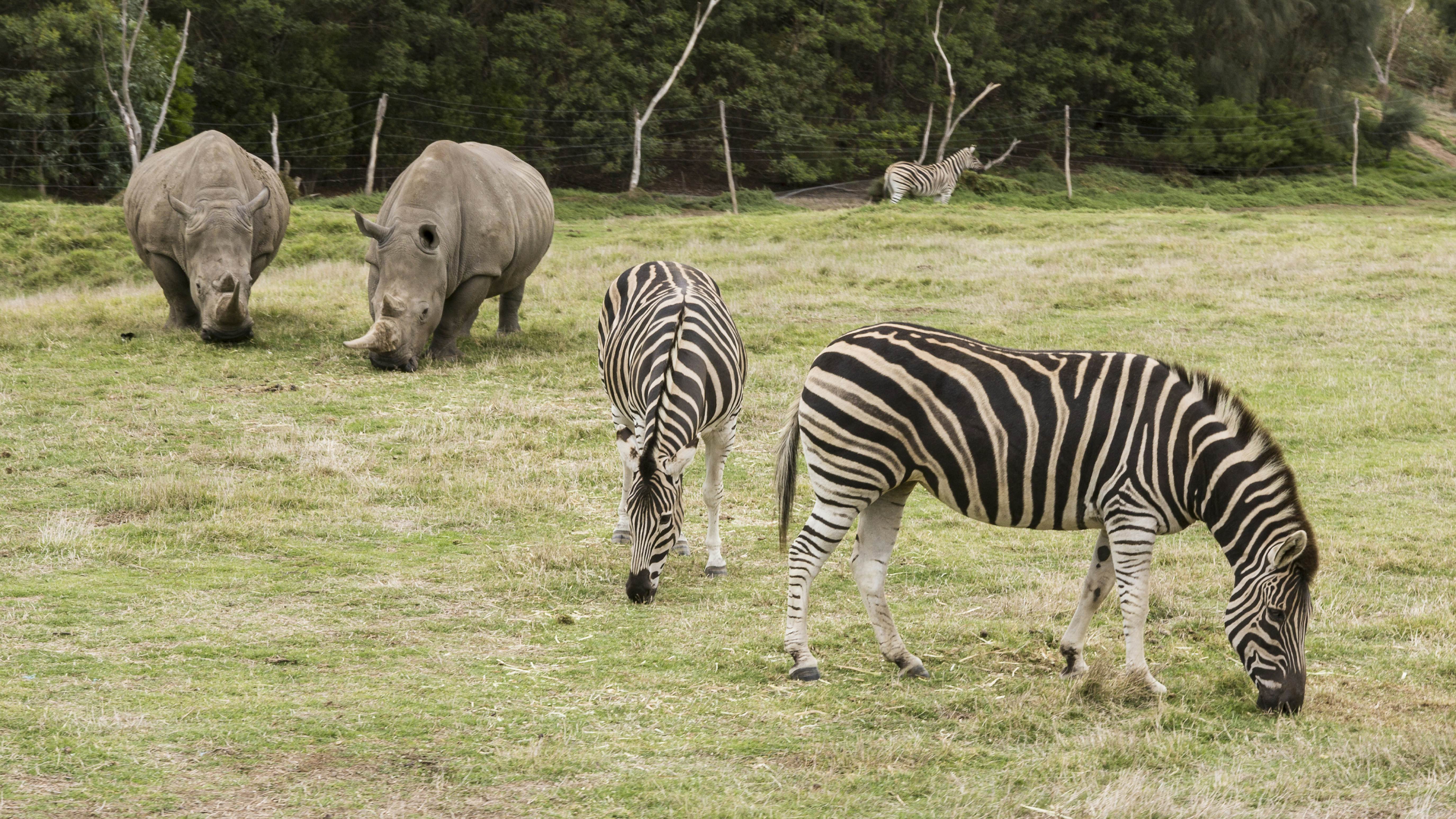 Werribee Open Range Zoo | Melbourne, Victoria | Attractions - Lonely Planet Werribee Open Range Zoo | Melbourne, Victoria | Attractions - Lonely Planet