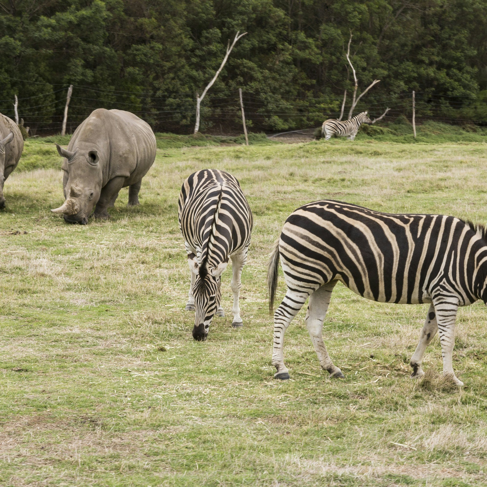 Werribee Open Range Zoo