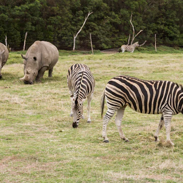 Werribee Open Range Zoo