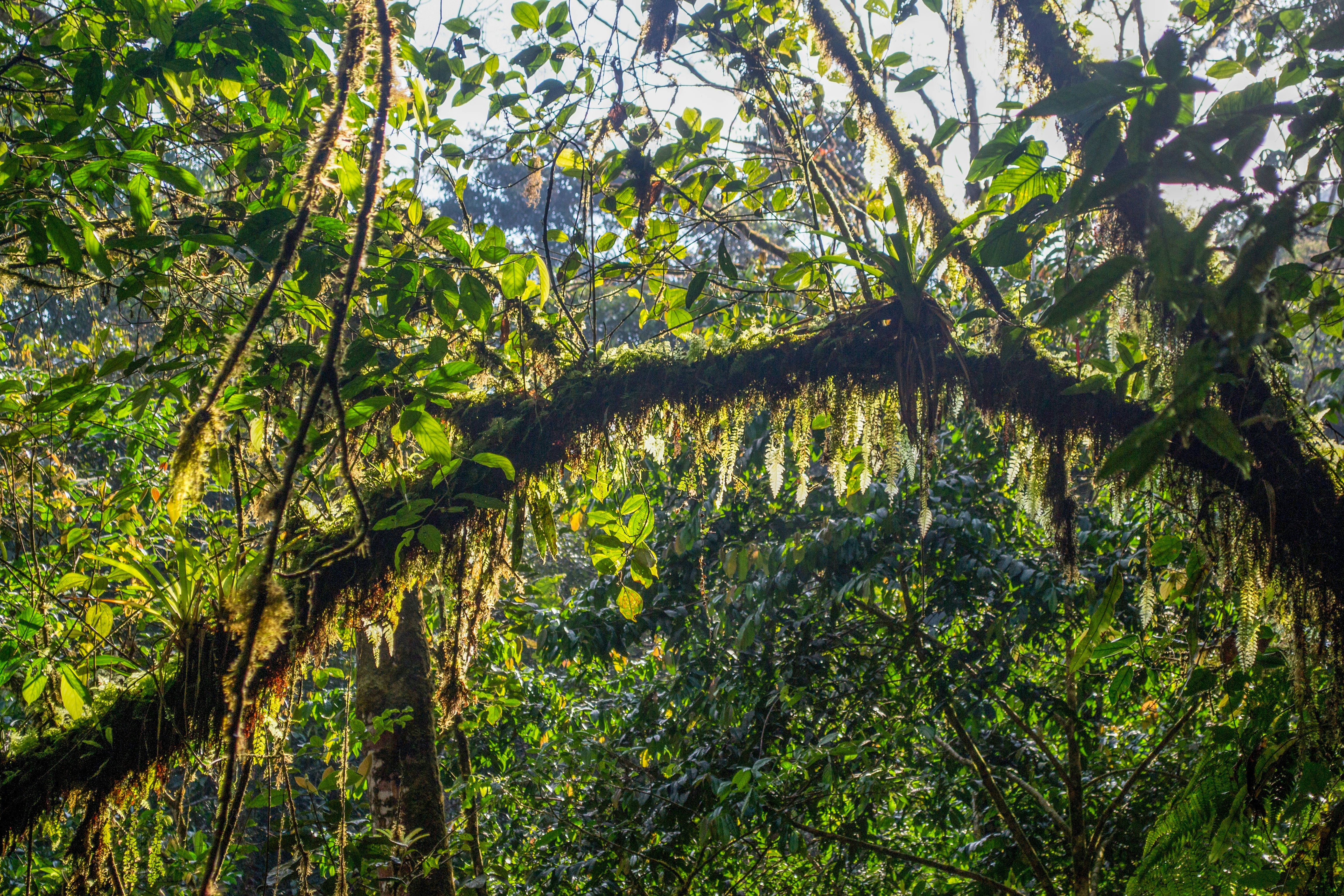 Podocarpus National Park