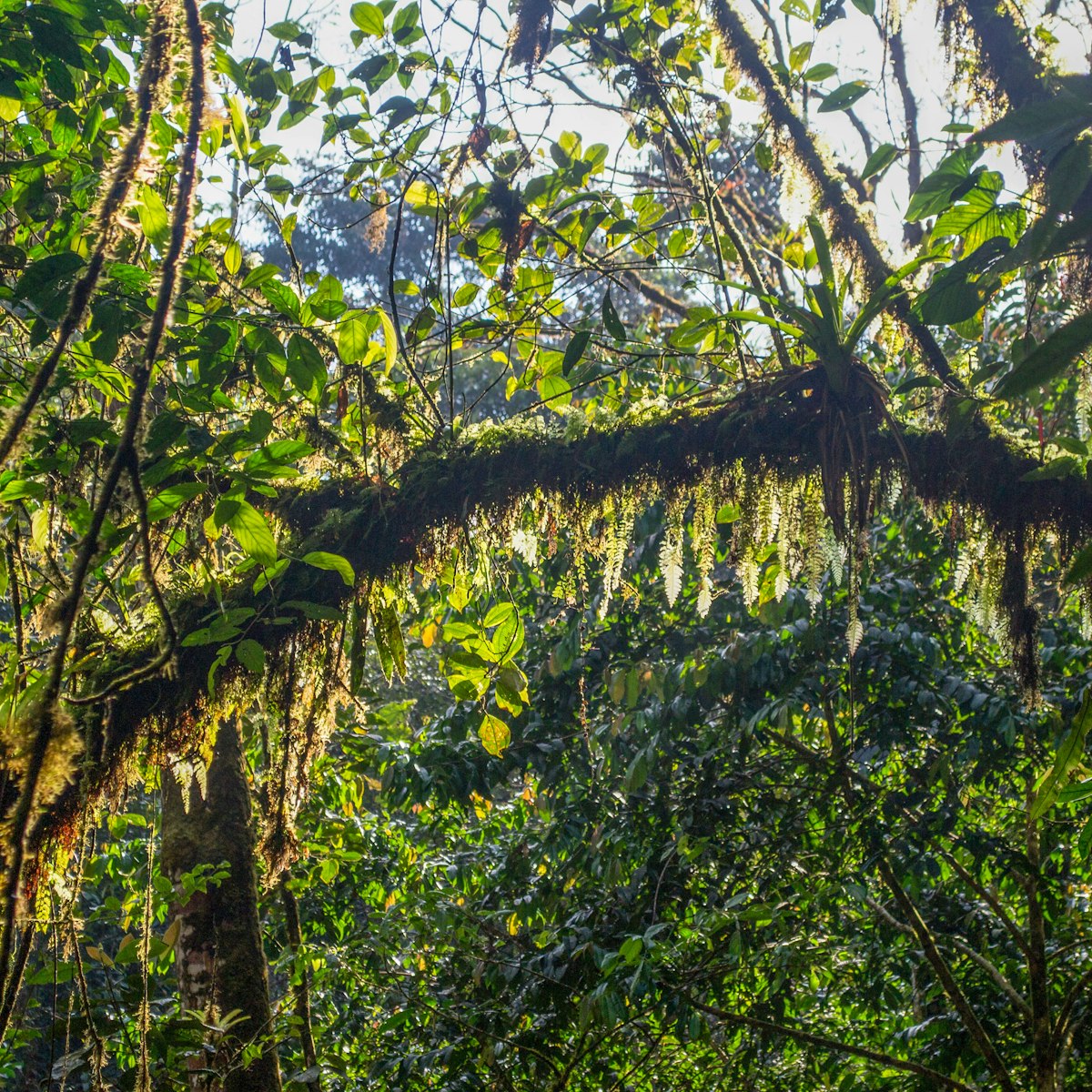 Podocarpus National Park