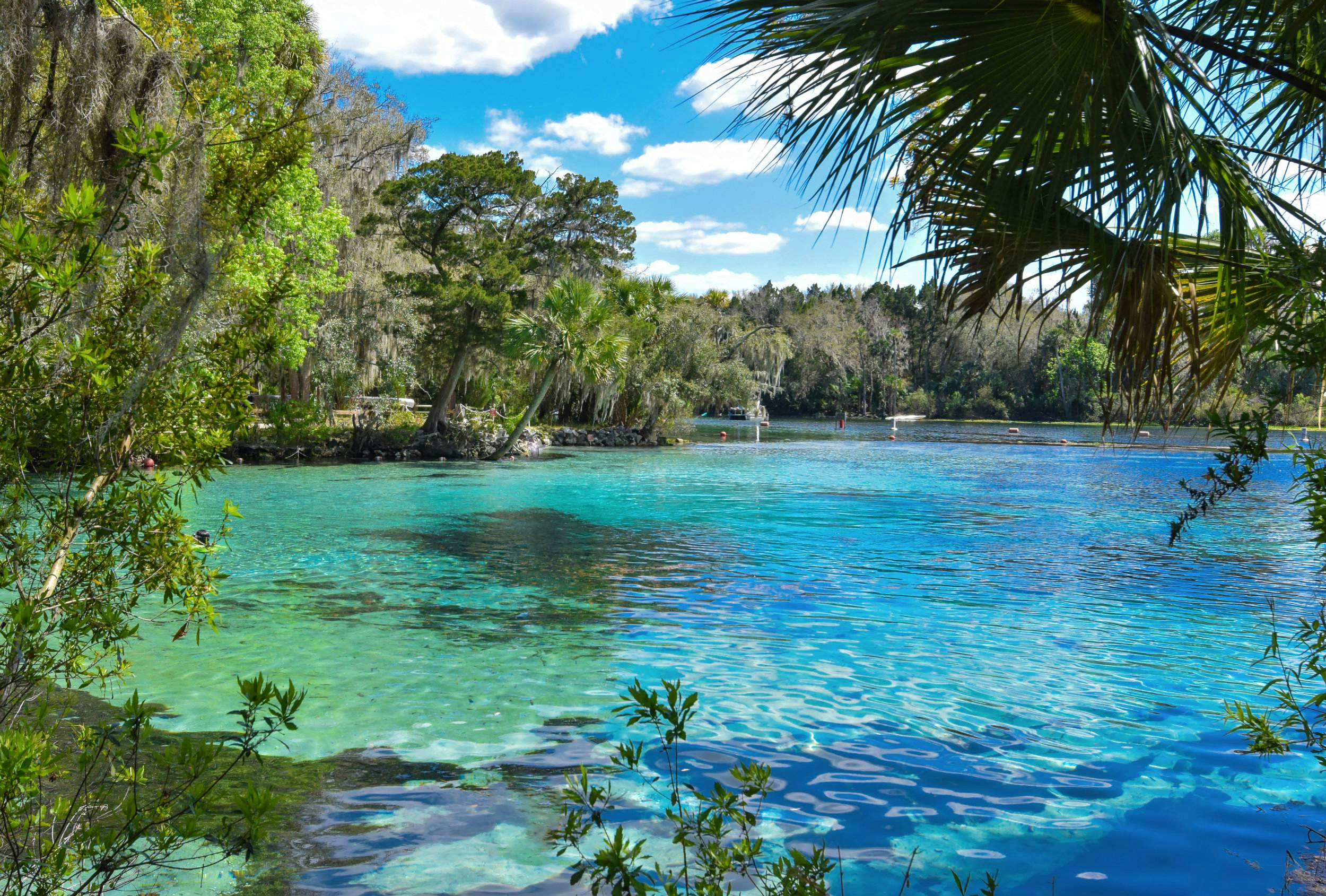 Ocala National Forest Travel Florida Usa Lonely Planet