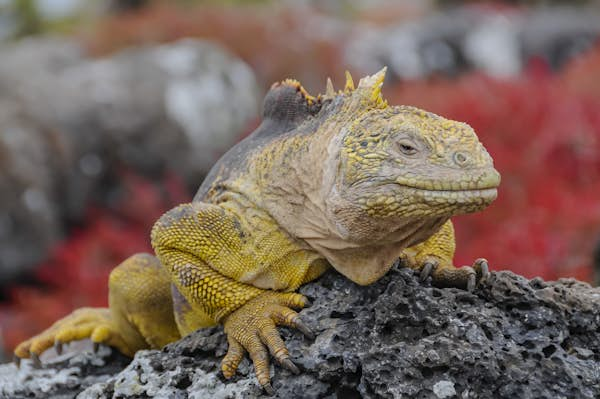 The Galápagos Islands travel - Lonely Planet | Ecuador, South America