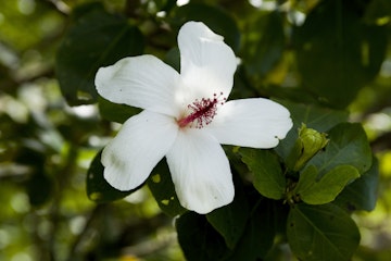 Native white hibiscus, World Botanical Gardens,  Hamakua Coast, Waimea Reagion.
