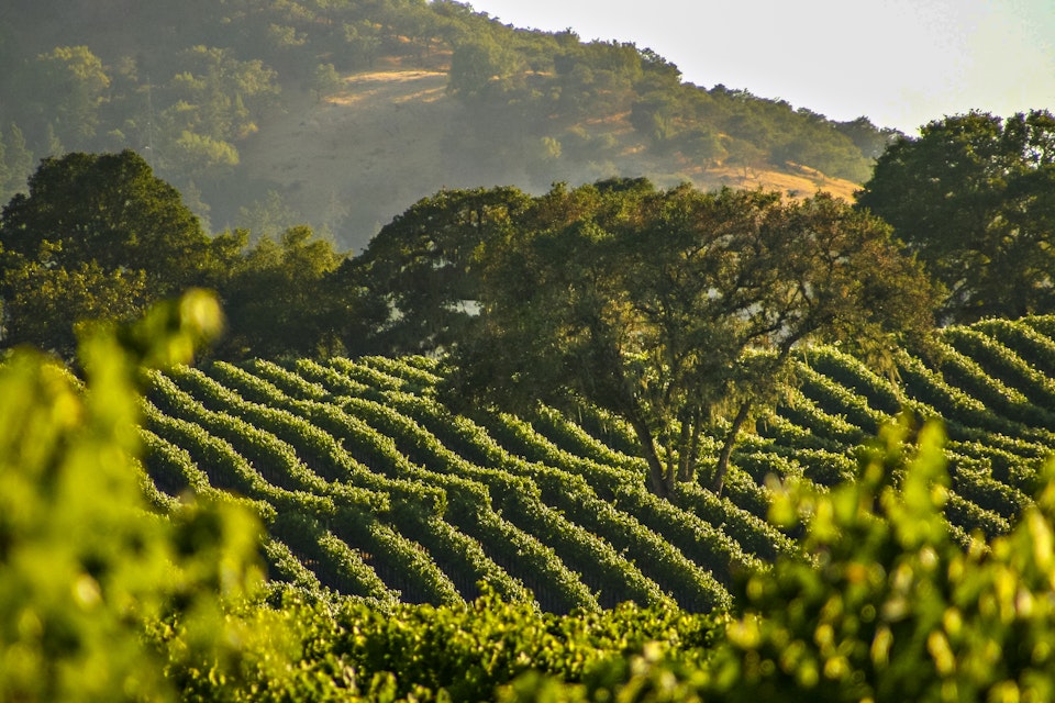 Napa Valley travel - Lonely Planet