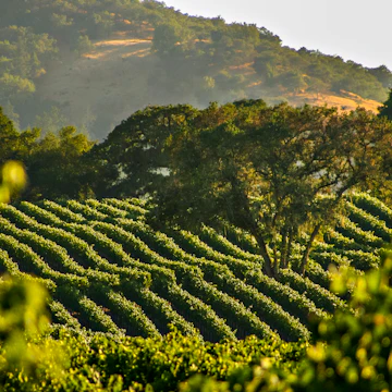 Napa Valley. ..Photo by Kyle Spradley | www.kspradleyphoto.com