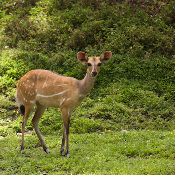 Bushbuck (Tragelaphus scriptus).