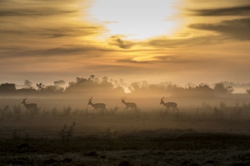 500px Photo ID: 137355261 - After the first rains in the Okavango Delta, the mist lays low on the fertile soils of of the Mombo Floodplains. New life for all that have travelled the dusty road waiting for the rain.