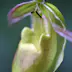 Ladys Slipper (Cypripedium calceolus) orchid.