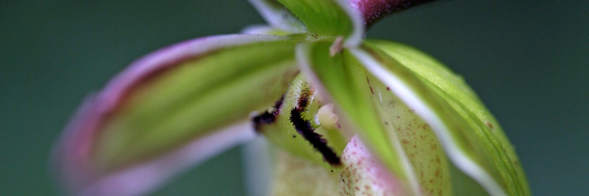 Ladys Slipper (Cypripedium calceolus) orchid.