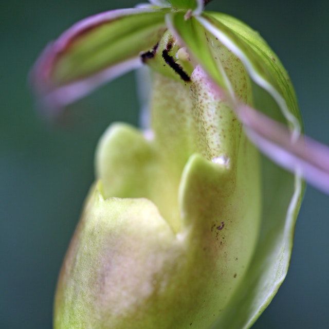 Ladys Slipper (Cypripedium calceolus) orchid.