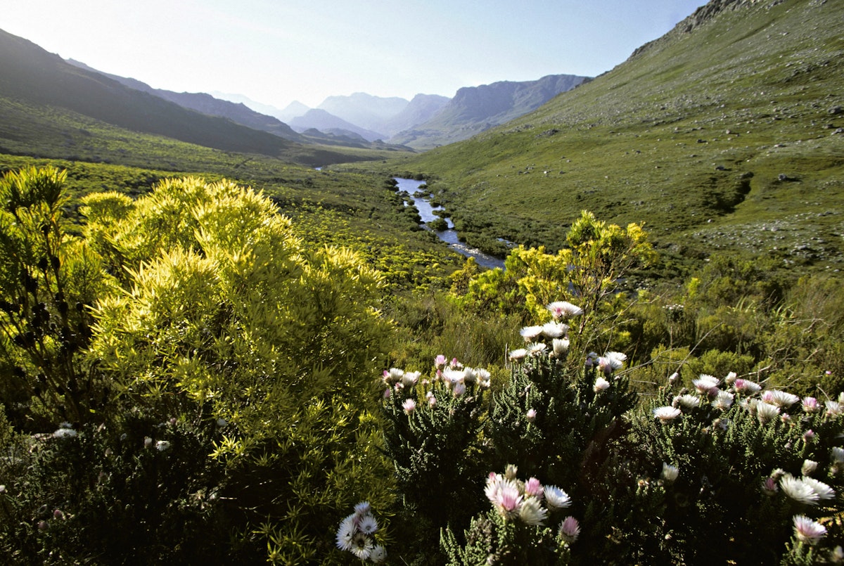 FYNBOS. KNOWN FOR ITS HIGH PLANT DIVERSITY. CAPE FLORAL KINGDOM. KOGELBERG NATURE RESERVE. SOUTH AFRICA.