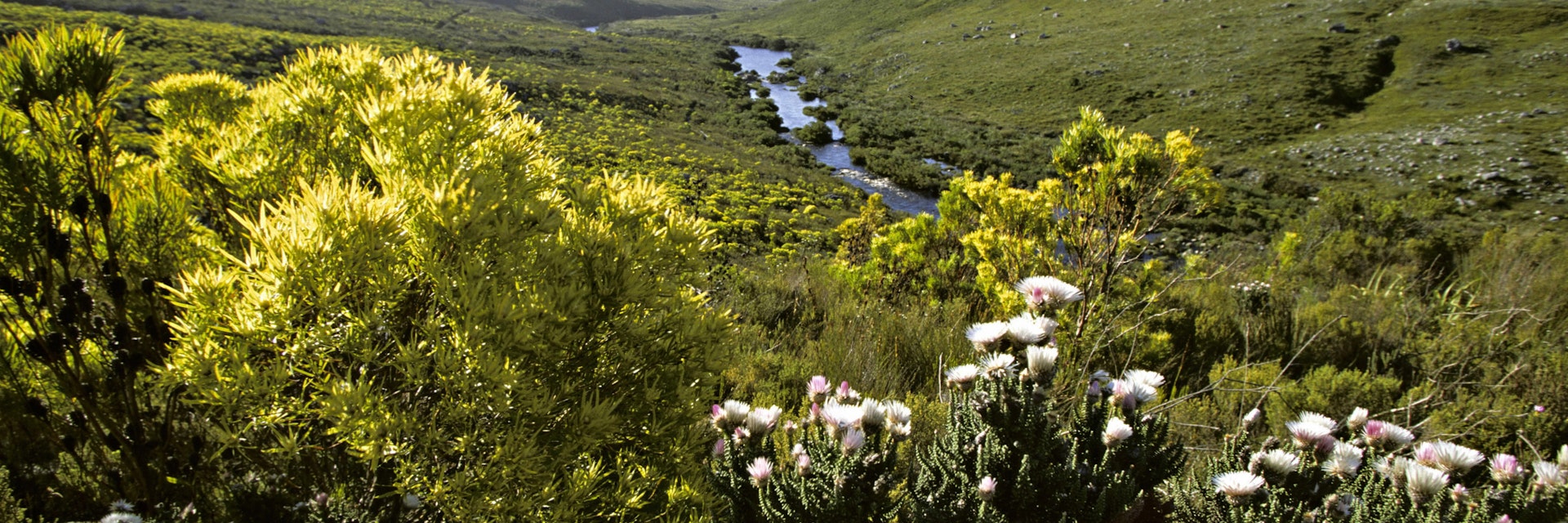 FYNBOS. KNOWN FOR ITS HIGH PLANT DIVERSITY. CAPE FLORAL KINGDOM. KOGELBERG NATURE RESERVE. SOUTH AFRICA.