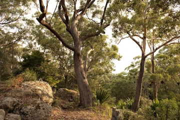 Gumtrees in Booderee National Park.