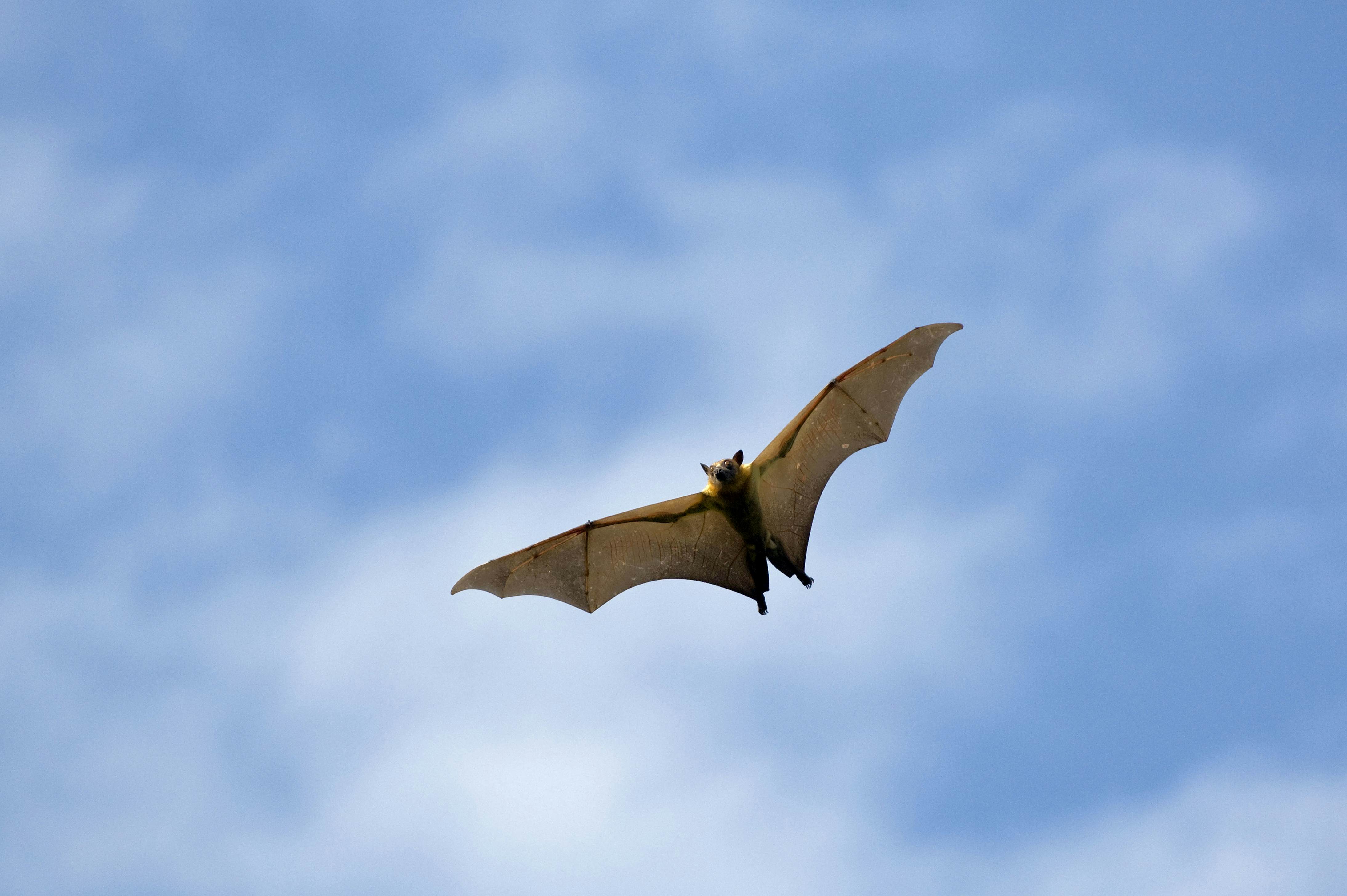 Straw-colored fruit bat (Eidolon helvum), flying over daytime roost. Kasanka National Park, Zambia, Africa